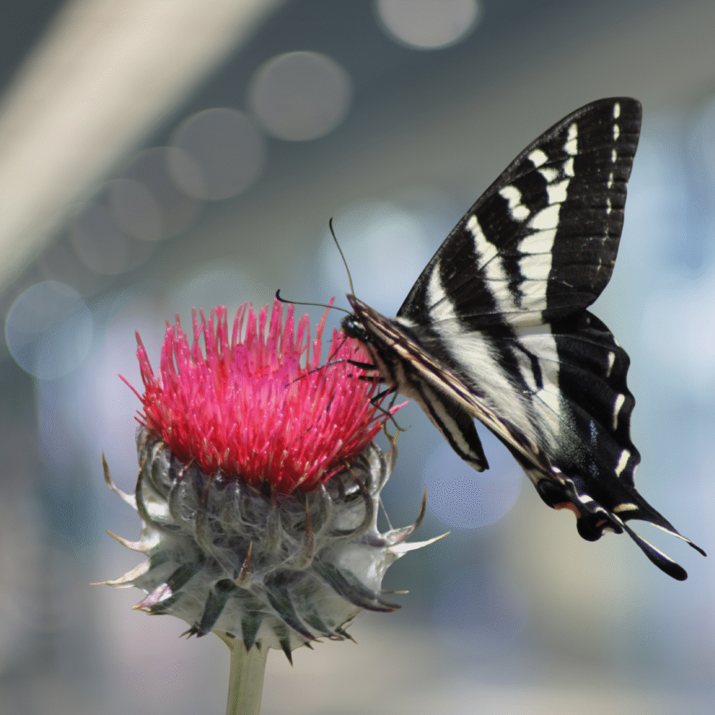 Butterfly DP for Whatsapp