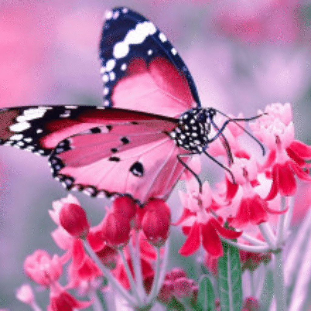 Butterfly DP for Instagram