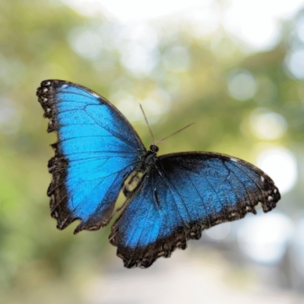 Butterfly DP for Instagram