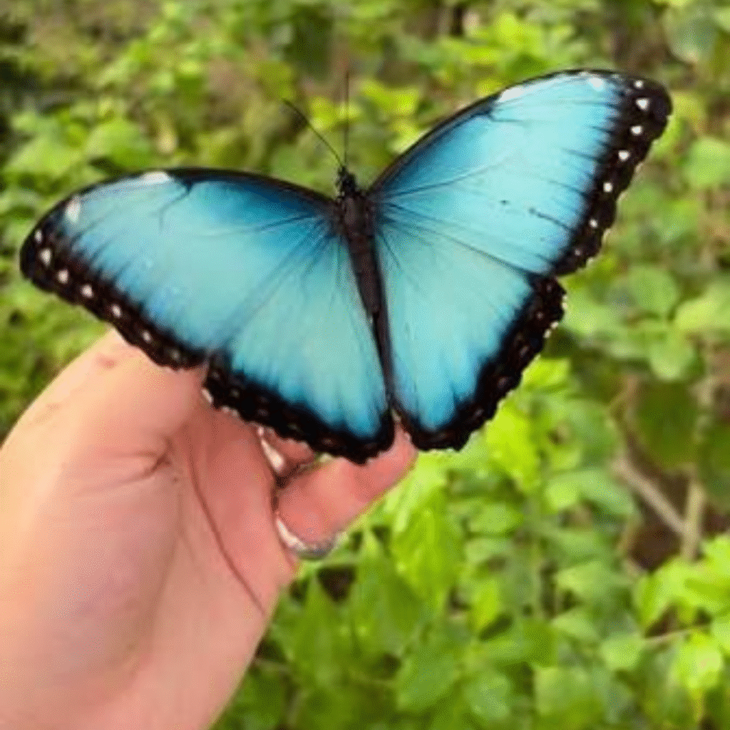 Butterfly DP for Instagram