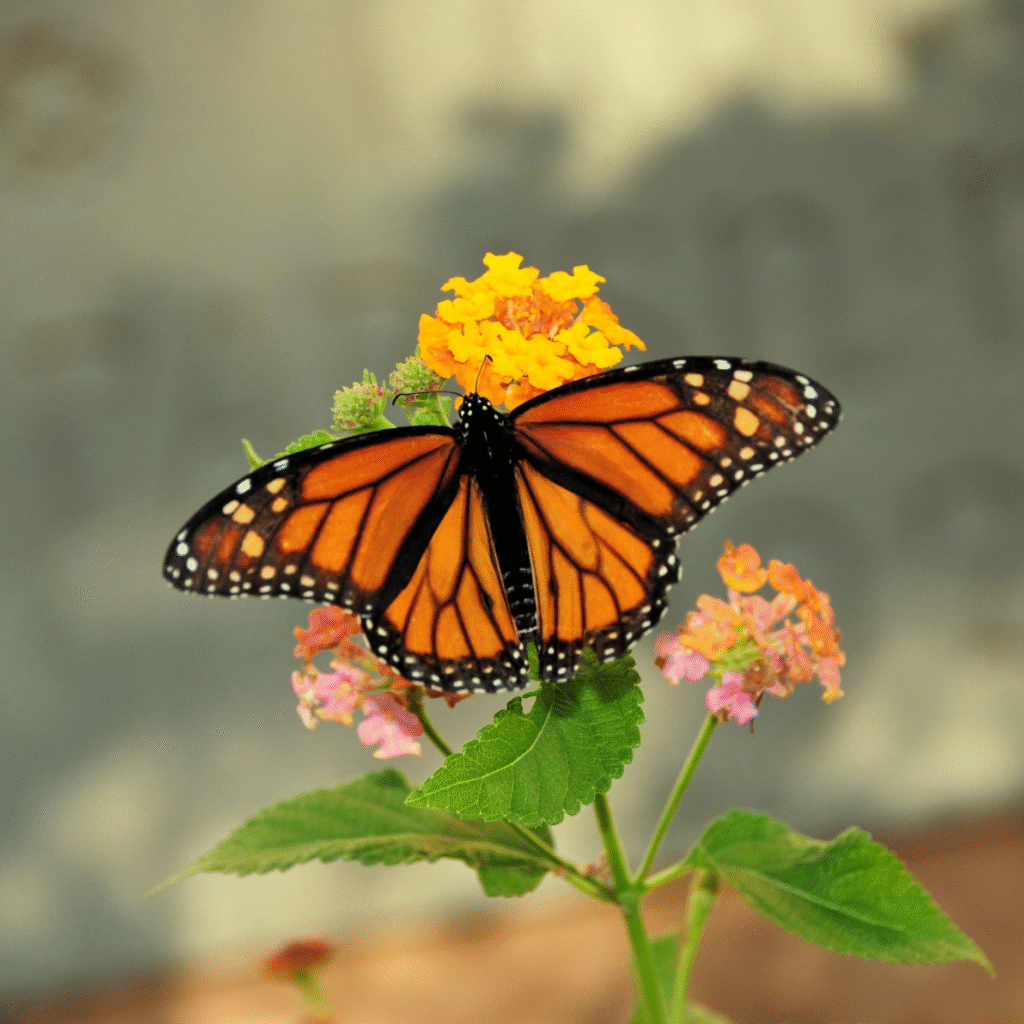 Butterfly DP for Whatsapp