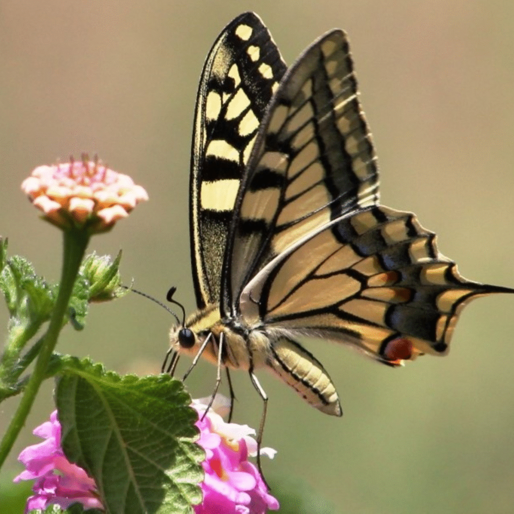 Butterfly DP for Whatsapp