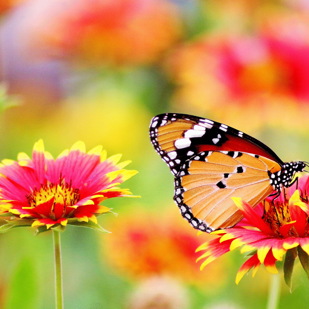 Butterfly DP for Whatsapp
