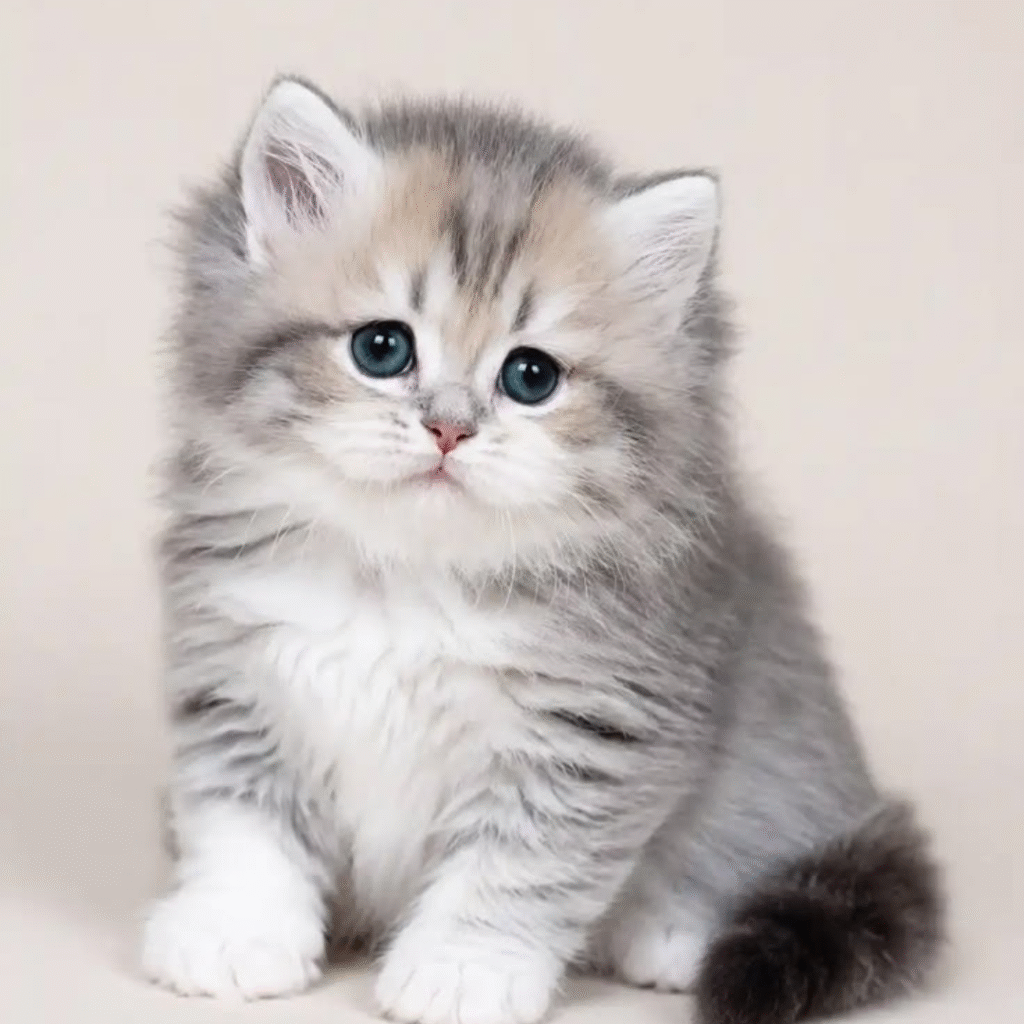 Cute Cat DP