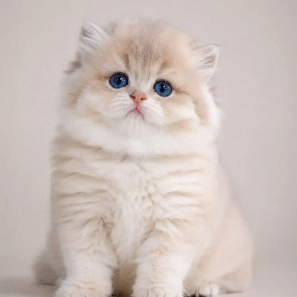 Cute Cat DP for Whatsapp