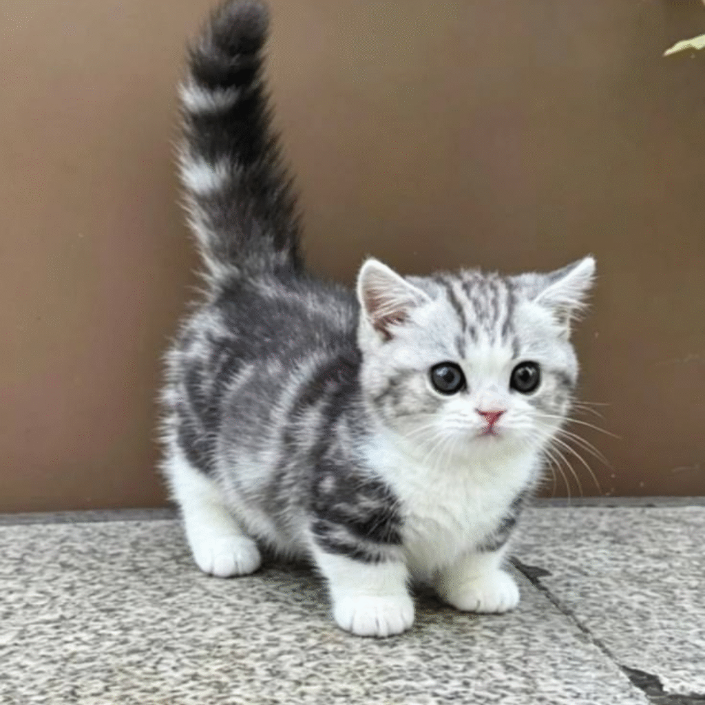 Cute Cat DP pic