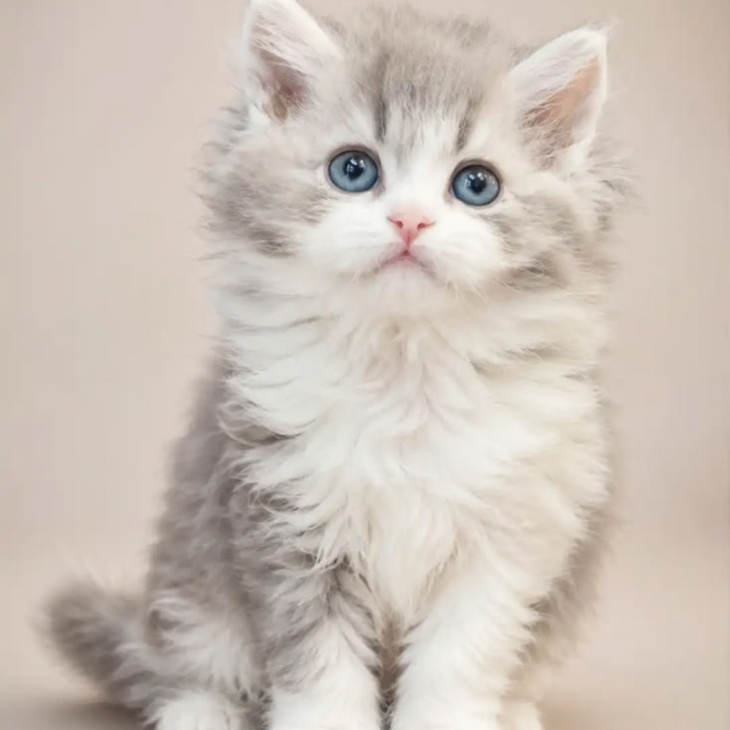 Cute Cat DP pic