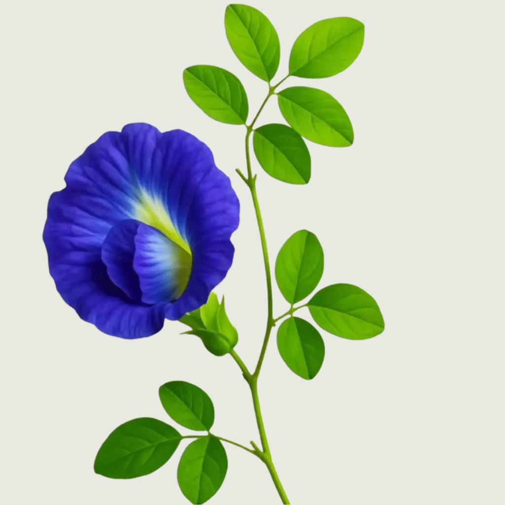 flower dp for whatsapp