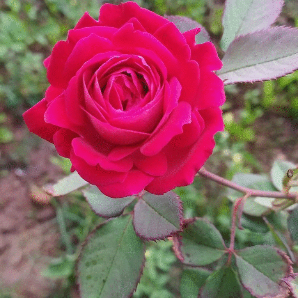 Rose DP for Instagram