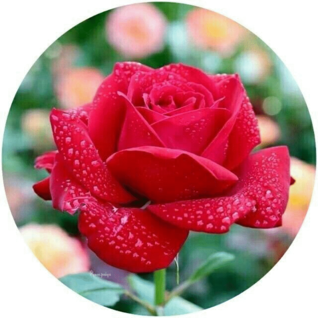 Rose DP for Whatsapp