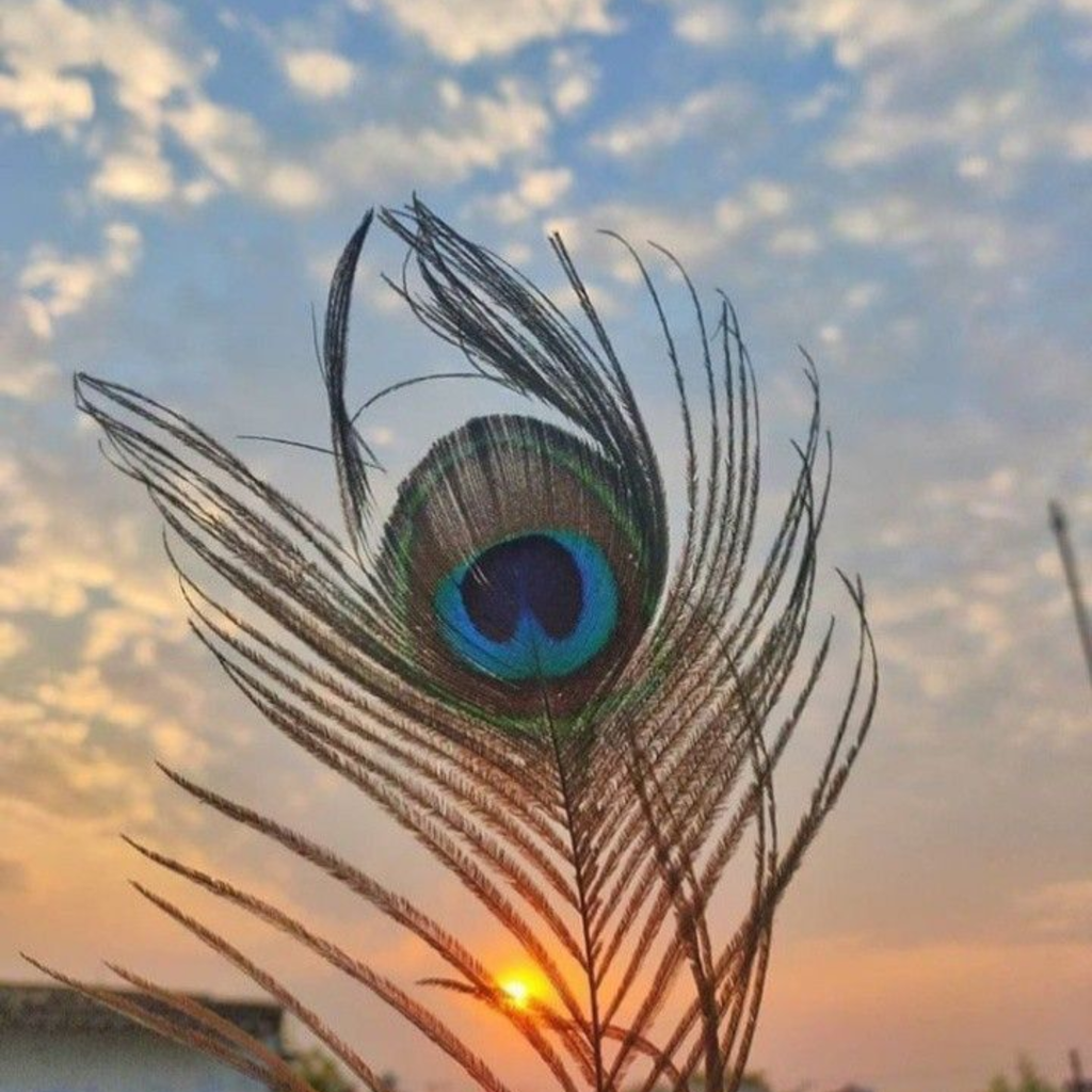 Beautiful Unique Mor Pankh DP