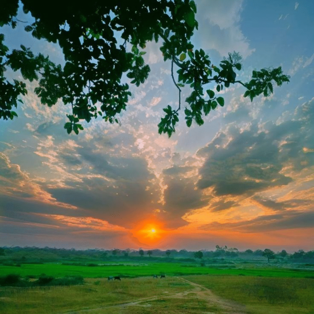 Nature DP for Instagram
