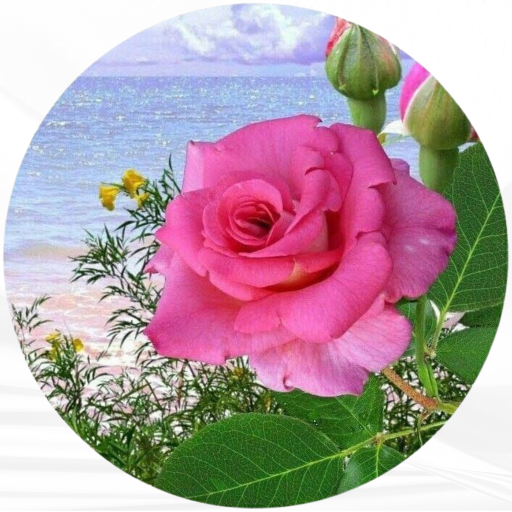 Flower Profile DP Photo